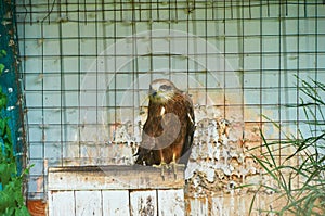 Young eagle behind bars at the zoo