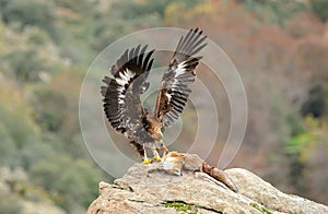 young eagle feeds on a fox