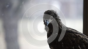 Young eagle in front of window