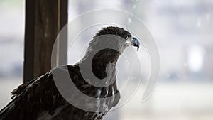 Young eagle looking out window