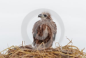 Young eagle in the nest isolated on white