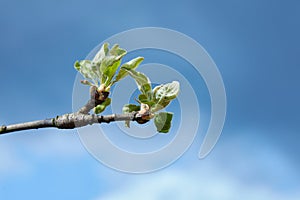 Young early apple branches at blue sky.