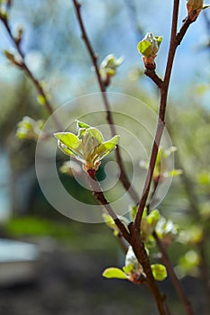 Young early apple branches at blue sky.