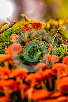 Young, early mushrooms in the Siberian forest, making their way through the moss