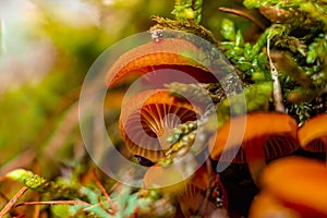 Young, early mushrooms in the Siberian forest, making their way through the moss