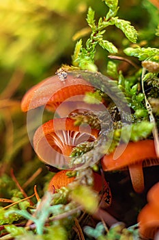 Young, early mushrooms in the Siberian forest, making their way through the moss