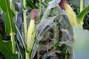 Young ears of corn in the morning corn field