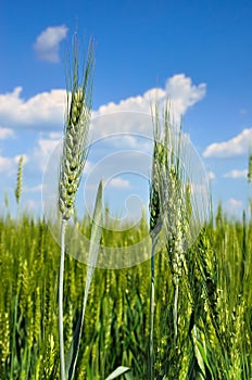 Young ears of grain against a blue sky