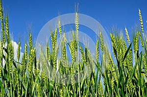 Young ears of grain against a blue sky