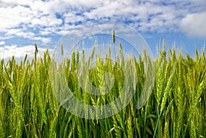 Young ears of grain on the background of blue sky