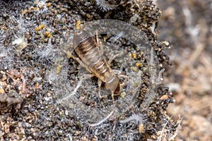 Young earwig, Forficula auricularia, walking on the ground