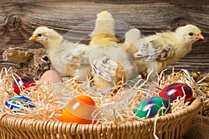 Young easter chicks in the nest