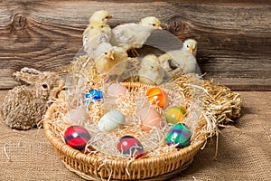 Young easter chicks in the nest