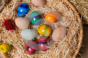 Young easter chicks in the nest