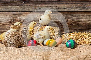 Young easter chicks in the nest