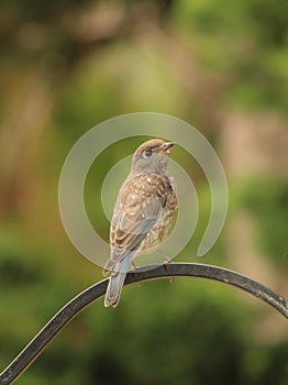 Young Eastern Bluebird perched on post