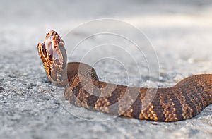 Young Eastern Cottonmouth snake aka water moccasin - Agkistrodon piscivorus - with mouth open