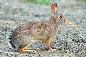 A Young Eastern Cottontail Rabbit