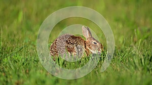 A Young Eastern Cottontail Rabbit Feeding in the Grass