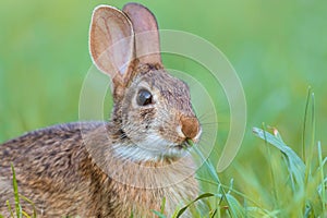 Young Eastern Cottontail Rabbit, Sylvilagus floridanus, in lush green grass