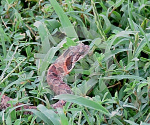 Young Eastern Hognose Snake