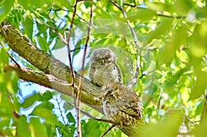 Young Eastern Screech Owl - Owlet