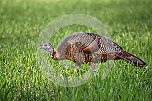 Young Eastern Wild Turkey Hen