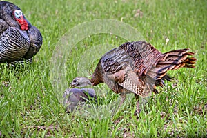 Young Eastern Wild Turkey Hen