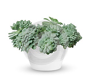 Young Echeveria a potted plant over white