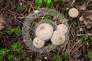 Young edible autumn mushroom Lycoperdon or raincoat