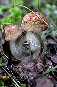 Young edible mushrooms with the Latin name Leccinum scabrum, macro, narrow focus zone
