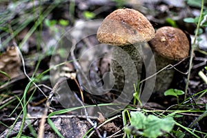 Young edible mushrooms with the Latin name Leccinum scabrum, macro, narrow focus zone
