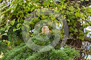 Young egg-shaped cones on the branches of the Italian pine in San Marino