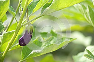 A young eggplant or brinjal