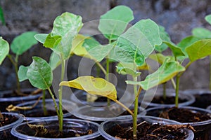 Young eggplant tree