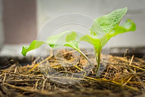 Young eggplant tree