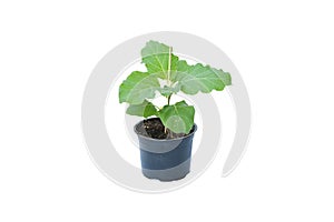 Young eggplant tree growing in black plastic pot on white background isolated and clipping path. Idea plant for summer garden,