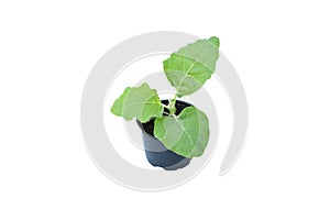 Young eggplant tree growing in black plastic pot on white background isolated and clipping path. Idea plant for summer garden,