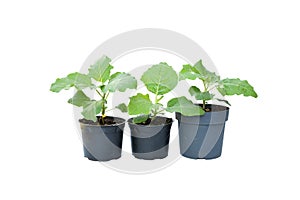 Young eggplant tree growing in black plastic pot on white background isolated and clipping path. Idea plant for summer garden,
