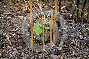 A Young eggplant tree growing in the garden