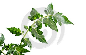 Young eggplant tree isolated on white background