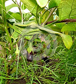 Young eggplants in the garden bed, buds, flowers, fruits photo