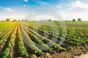 Young eggplants grow in the field. vegetable rows. Agriculture, farming. farmlands. Landscape with agricultural land