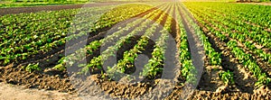 Young eggplants grow in the field. vegetable rows. Agriculture, farming. farmlands. Landscape with agricultural land. banner. photo