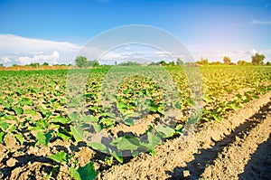 Young eggplants grow in the field. vegetable rows. Agriculture. farmlands. Landscape with agricultural land