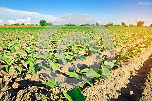 Young eggplants grow in the field. vegetable rows. Agriculture. farmlands. Landscape with agricultural land