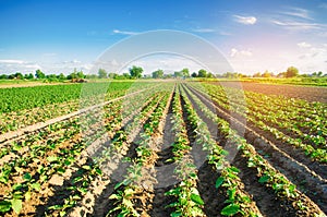 Young eggplants grow in the field. vegetable rows. Agriculture. farmlands. Landscape with agricultural land