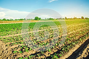 Young eggplants grow in the field. vegetable rows. Agriculture. farmlands. Landscape with agricultural land