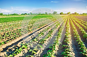 Young eggplants grow in the field. vegetable rows. Agriculture. farmlands. Landscape with agricultural land