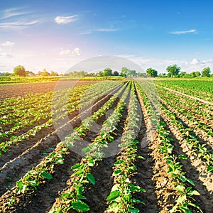 Young eggplants grow in the field. vegetable rows. Agriculture. farmlands. Landscape with agricultural land